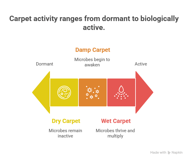 What Humidity Actually Does to Your Carpet (It’s More Than Smell)